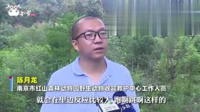 南京首只戴GPS野生獐子放归紫金山