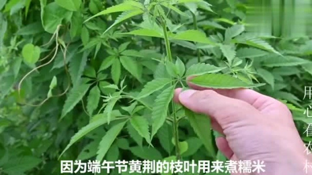 农村常见的植物“黄荆”,学会三大用途,经济实用不花钱