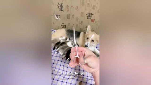 柯基犬为什么要断尾?这是我见过最好的回答