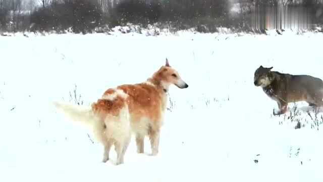 野狼面对猎狼犬,夹着尾巴气场全无!反观猎狼犬在一旁淡定自如