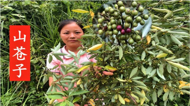 睡眠不好、失眠别着急,认识一下农村的山苍子,或许对你有帮助