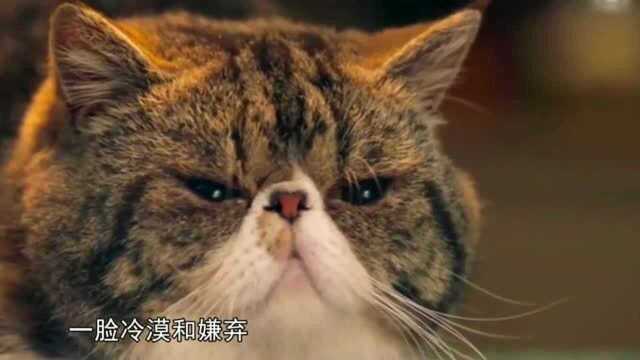 《Big磅来了》李易峰为逗猫主子萌力爆表变“三岁” 猫大爷这表情……