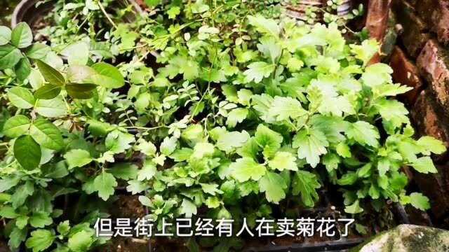 菊花如何促进开花