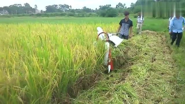 国产的迷你水稻收割机,南方小型农田户的挚爱,你们看怎么样