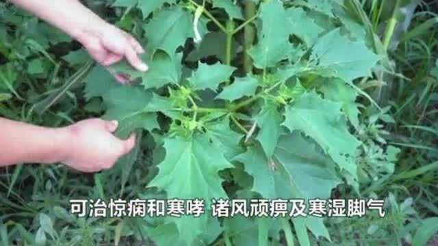 古代蒙汗药“曼陀罗”,却是农村常见的花,很多人都不知道它