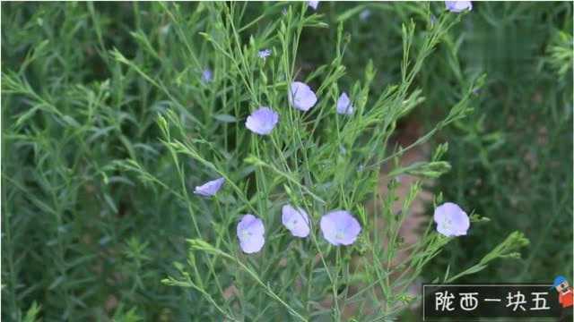 “三村同行者”西北特产“胡麻”花开了