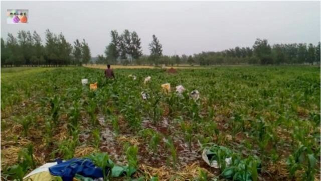 全国大蒜主产地江苏邳州,蒜农阴雨天抢收大蒜卖几毛一斤值吗