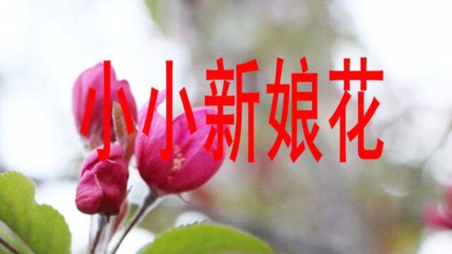 一首歌颂纯真爱情的歌曲《小小新娘花》