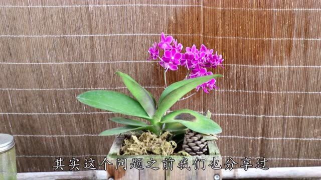 蝴蝶兰花谢后花梗别剪,只需一招,花梗再次爆芽花满枝