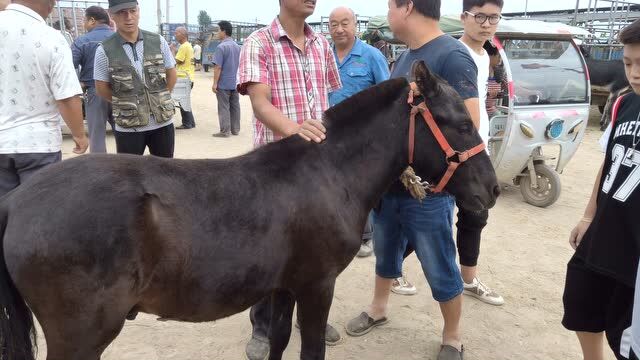 难得一见四川小矮马,内蒙驯马师现场调教,宠物马真听话被围观