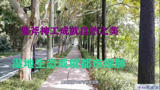 游武汉东湖绿道:乘游船走绿道凭湖远眺,观湖赏荷景色怡人 上