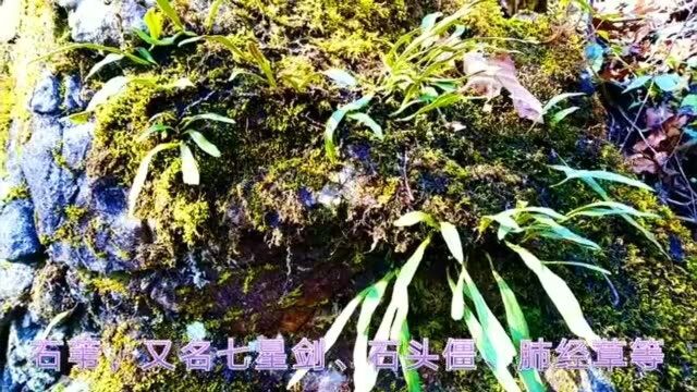 农村这种长在石头缝里的植物,叶背带星状茸毛斑点,带你认识了解.