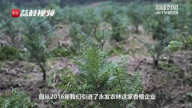 “百城千县万村”调研行|巧打生态牌,安徽岳西县长出脱贫叶、结出致富果