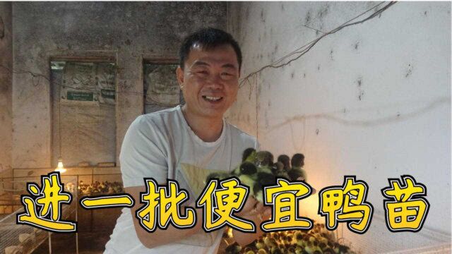 孵化场没有订单,老板将2600只鸭苗低价卖给老林,大家看看值不值