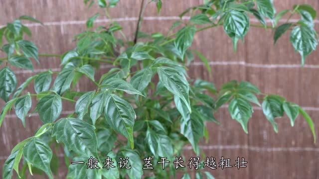 养幸福树,这两招很实用,用到位了茎干长得粗又壮