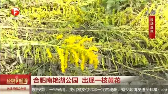 外来物种入侵!“生态杀手”一枝黄花现身合肥,已被清理