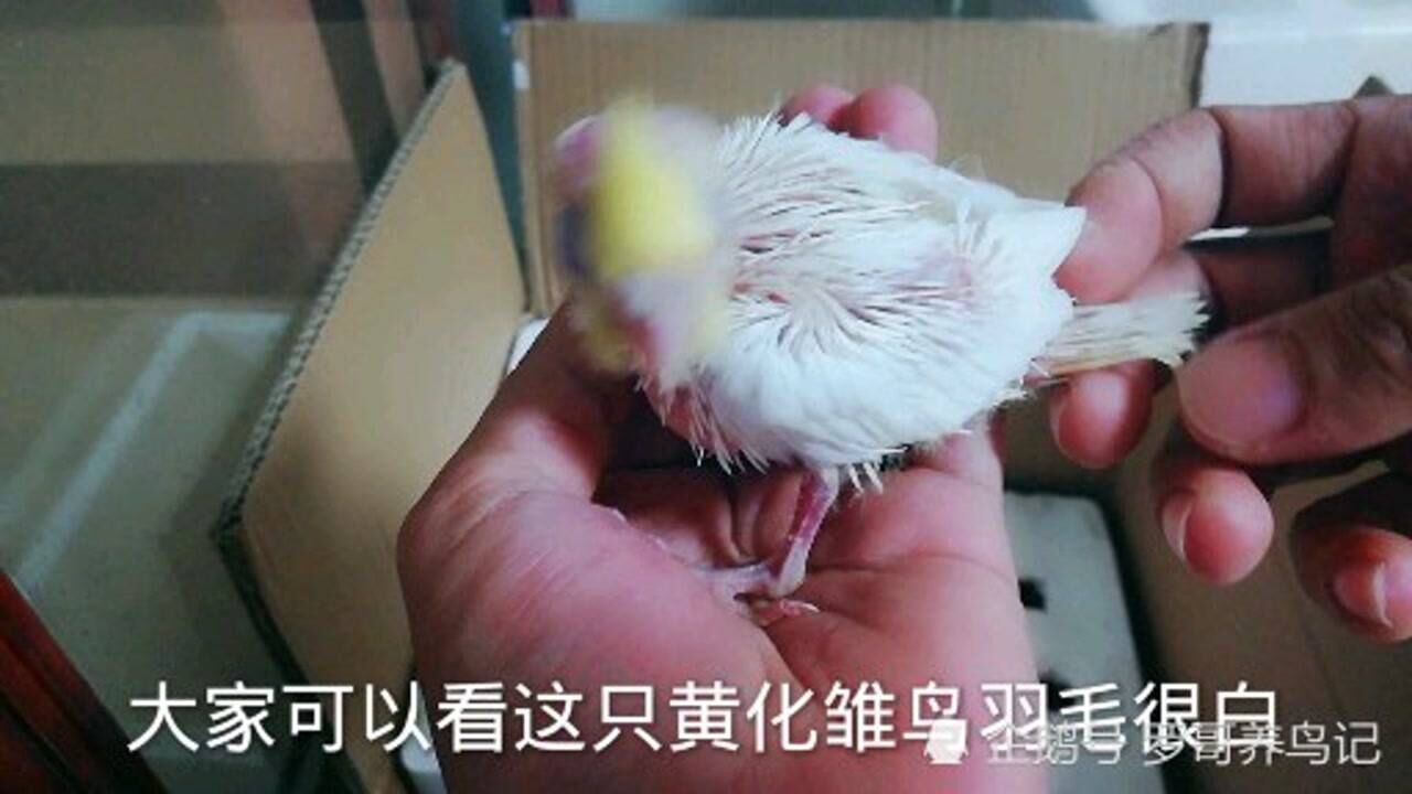 黄花玄凤鹦鹉雏鸟这么小怎么分公母给大家公和母对比区分一下