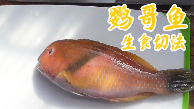 鹦哥鱼,够新鲜,生食也是极其美味!