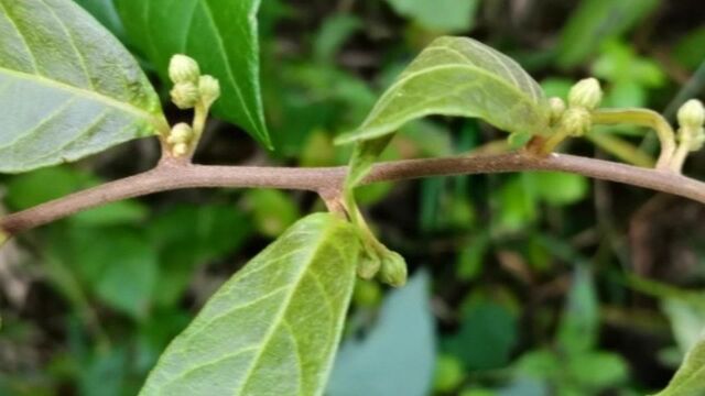 这种野生植物叫毒根斑鸠菊,稀有的中草药,来认识一下吧