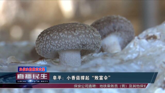 保定阜平:小香菇撑起“致富伞”