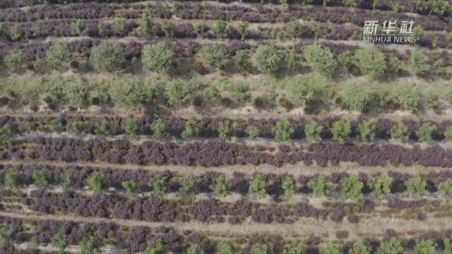 安徽全椒:引进投资 扶持薄壳山核桃产业