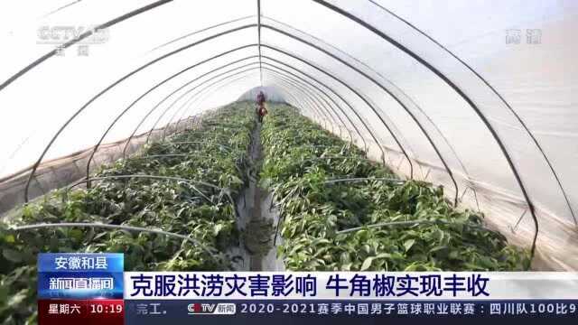 安徽和县克服洪涝灾害影响 牛角椒实现丰收