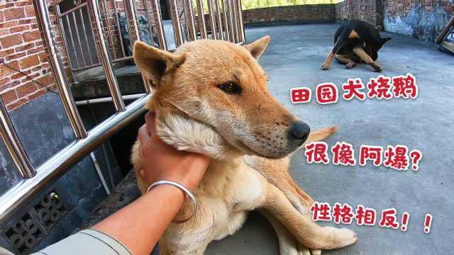 田园犬烧鹅长相神似阿爆,可性格却相差太大,喂好东西它爱理不理