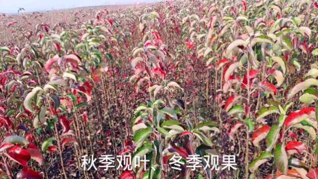 您见过会变色的彩叶豆梨吗?一起来看