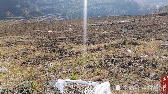 乡村莫姐种植高产量牧草,现场讲解种植方法,你要学吗