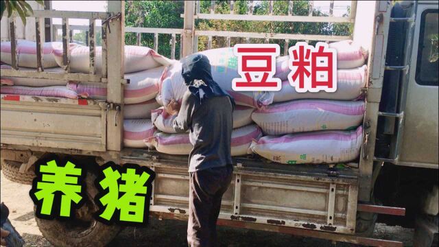 农村养猪,豆粕是养猪最好饲料?一车3吨豆粕,老板苦笑500元没了