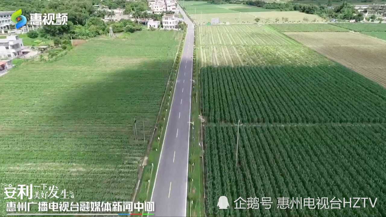 沿着公路看惠州惠阳良井诗意田园描绘农村新画卷