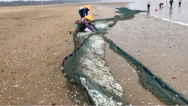 实拍海边渔民捕鱼