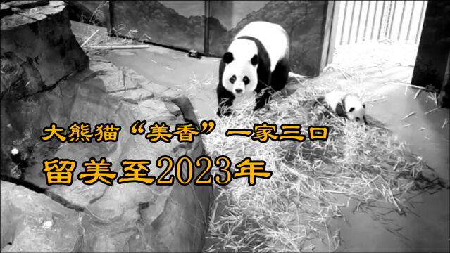 大熊猫“美香”何时回家?最新消息:一家三口留美延至2023年