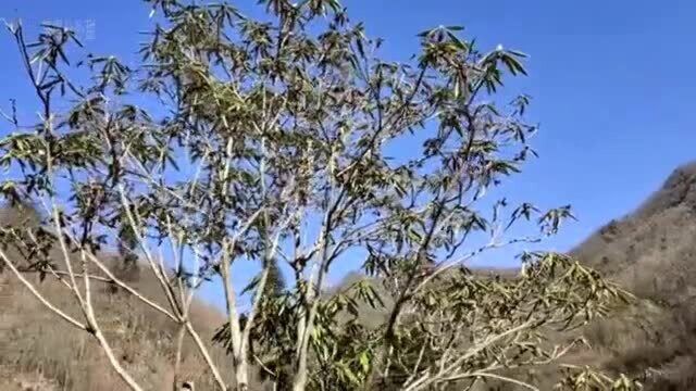 秦岭大山最深远的一家农户,如何靠山吃山,风景太好了!