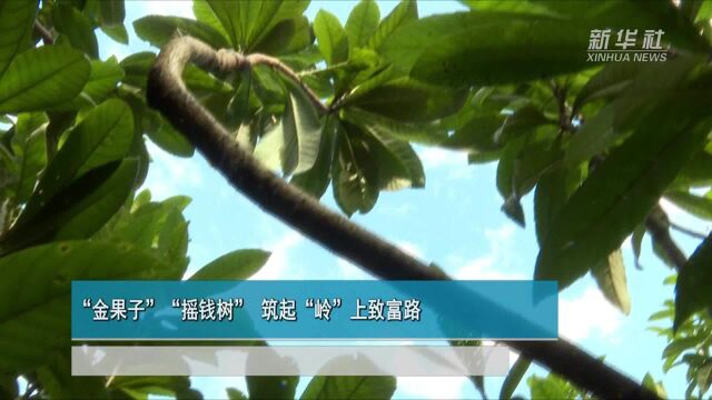 “金果子”“摇钱树” 筑起“岭”上致富路