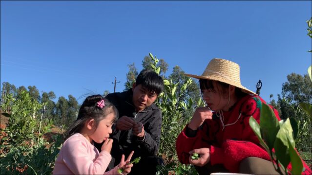 野光去果园摘橘子,媳妇带女儿来地里,摘点豆子当零食