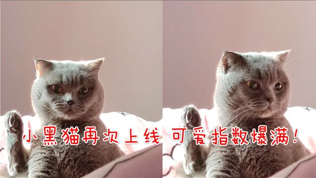 晓智哥vlog:小黑猫再次上线,可爱指数爆满!