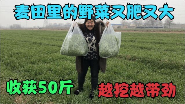 婆媳俩去挖野菜,麦田里的荠荠菜又大又肥,这样的野菜挖的才过瘾