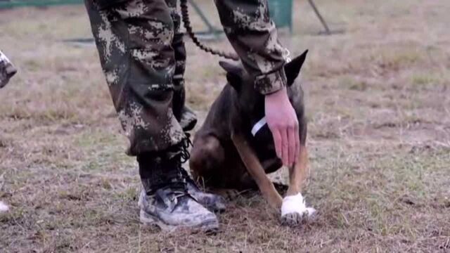 抗干扰延缓考核中,警犬美奇战胜了杜康