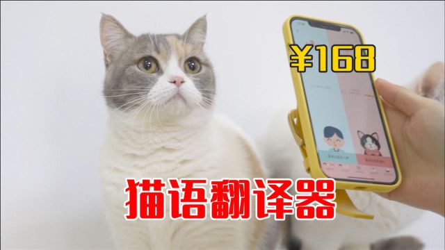 花168元买猫语翻译器,真能翻译猫叫,还是智商税?