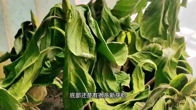 带你们看看冬季“暖气房”里的花儿,真的是想哭了!