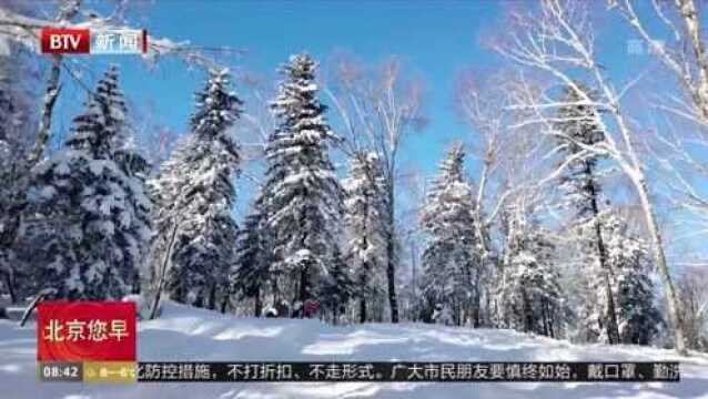 冰雪刻画松林 景色仿若画卷