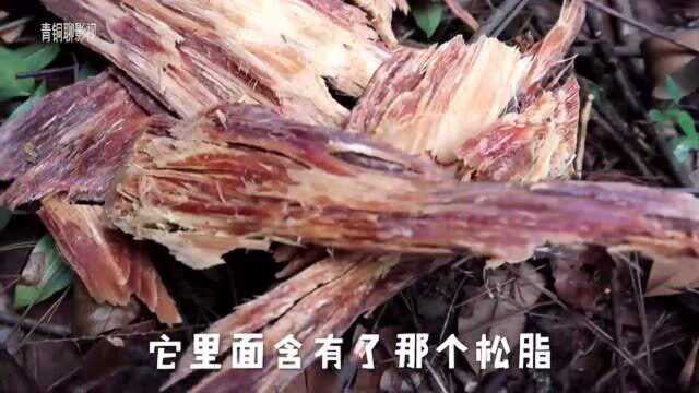 这种木头俗称“松明”,江西农村引火做饭全靠它了,你们见过吗?