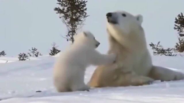 北极熊妈妈太胖被卡在洞里,熊宝宝在一旁干着急