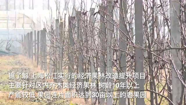 保障“果盘子”供应,这里实行经济果林改造提升项目