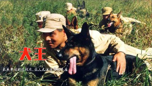 导演为了表现震撼力，炸死一条战功赫赫的军犬，最具争议的抗战片
