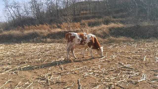 养繁殖母牛 冷配和本交到底那种比较好