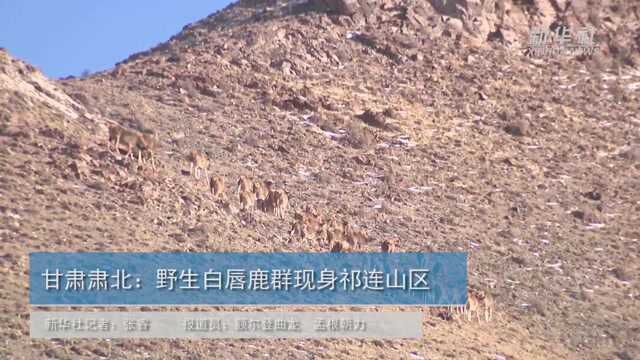 甘肃肃北:野生白唇鹿群现身祁连山区