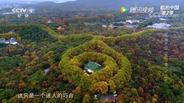 梅花山360多种梅花及一个迷人巧合的梧桐树宝石项链