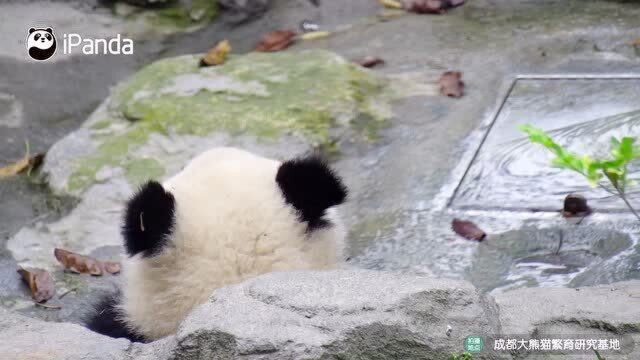 年货必备小零食:“猫耳朵”